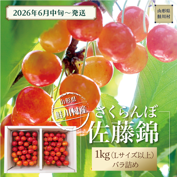 【令和8年産 早期受付】 鮭川村産さくらんぼ ＜佐藤錦＞ Lサイズ以上バラ詰め 1kg（500g×2P）