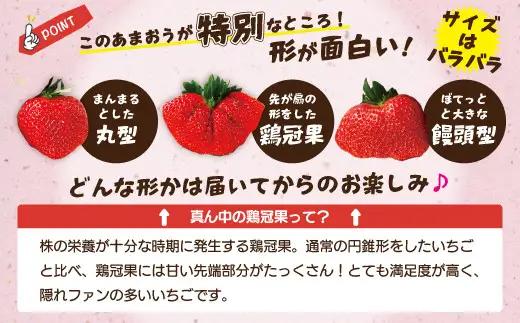 博多あまおう4パック（冬） 250g～270g×4パック 合計約1000g～1080g あまおう いちご 苺 イチゴ フルーツ 果物 くだもの【2026年12月上旬-2027年1月下旬発送予定】