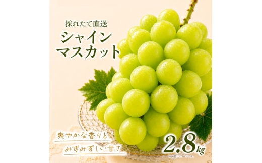 シャインマスカット 約2.8kg (4房)＜2026年発送＞茨城県産フルーツ 人気のぶどう【1751121】