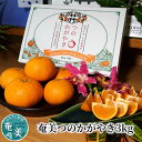 【ふるさと納税】 奄美 つのかがやき 3kg みかん 蜜柑 柑橘 果物 フルーツ 数量 期間 限定 年内発送 新品種 津之輝 プレミアム柑橘 オレンジ 奄美大島 ジューシー 芳醇 甘い 酸味 果汁 元井農園 ふるさと納税 鹿児島 奄美市 おすすめ ランキング プレゼント ギフト