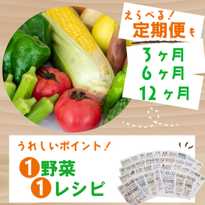 野菜定期便 7品~8品 12ヵ月 産地直送 朝採れ （ 7品 ～ 8品 野菜 セット 詰め合わせ 特産 季節 旬 新鮮 彩 ベジタブル 高知県 須崎市  ）NPO22000