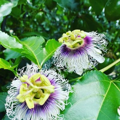 ふるさと納税 宮崎市 8年かけて誕生したパッションフルーツ　L　800g&パッションフルーツジャム150g×2 |  | 02