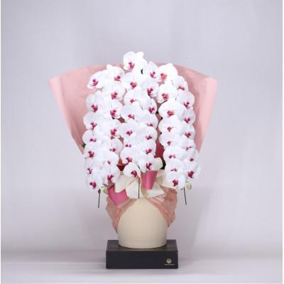 ふるさと納税 有田市 【2026年4月以降配送】　フォアスPREMIUM胡蝶蘭3本立ち48リン以上　リップ