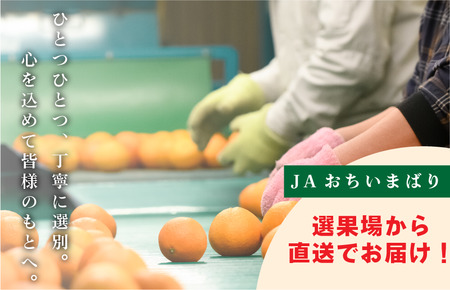 今治産　甘平　化粧箱 4L～2L 8～12玉　紅まどんなに並ぶ人気商品 国産 高級フルーツ　人気商品　みかん　柑橘　フルーツ　果物　JAおちいまばり [KC00640]