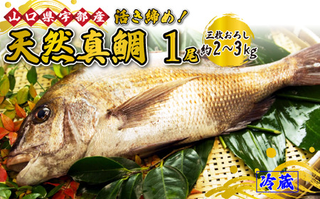 《三枚おろし》 鯛活き締め！天然真鯛！天然タイ！ (1尾 約2～3kg) 【魚 新鮮 ツマミ 刺身 塩焼き 市場直送 山口県 宇部市】 AJ20-FN