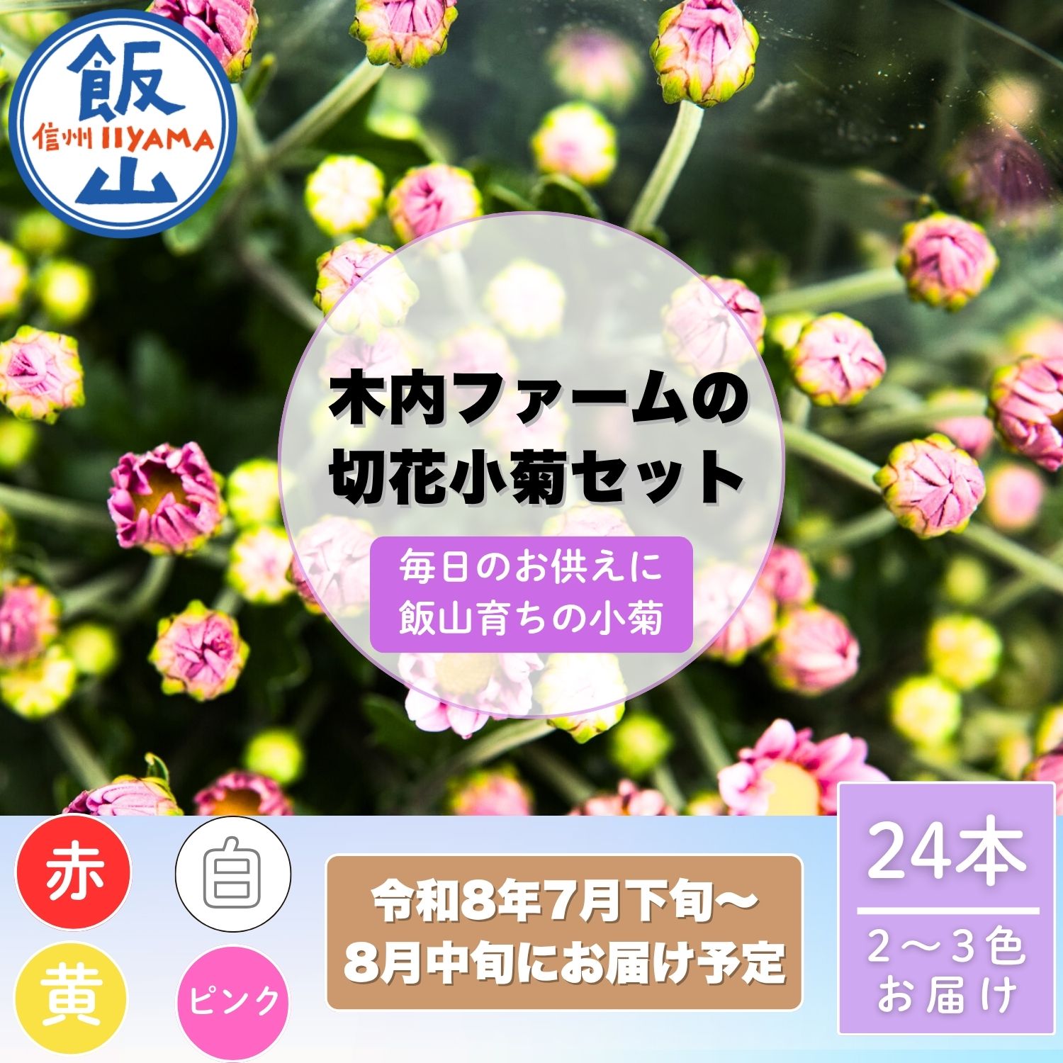 【ふるさと納税】《先行予約》＼ 上品にさりげなく。小菊のある暮らし／ 木内ファームの切花小菊24本セット＜出荷開始：2026年7月下旬〜＞【 長野県 飯山市 花 フラワー美しい 小菊 盆花 アレジメント プレゼント】(ca-003)