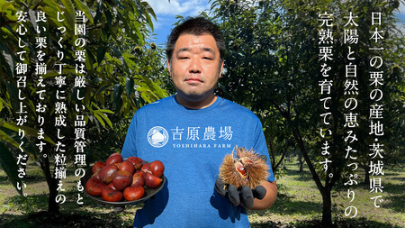 栗きんとん 「 栗の深雫 」 プレーン3個 ＆ ラム3個入り 1箱  [CX030ci]