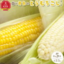 【ふるさと納税】【先行予約】【旭川近郊産】白と黄色のとうもろこしセット　各5本（計3.5kg）(2025年8月上旬発送開始予定)_00094 | 白いとうもろこし セット ホワイトショコラ ゴールドラッシ 旭川市ふるさと納税 北海道ふるさと納税