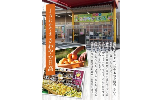 ゆら早生みかん10kg ※2026年10月上旬頃～10月下旬頃に順次発送予定(お届け日指定不可) /  極早生 早生 由良町 和歌山県 柑橘 密柑 完熟 甘い ミカン 光センサー 柑橘 果実 くだもの