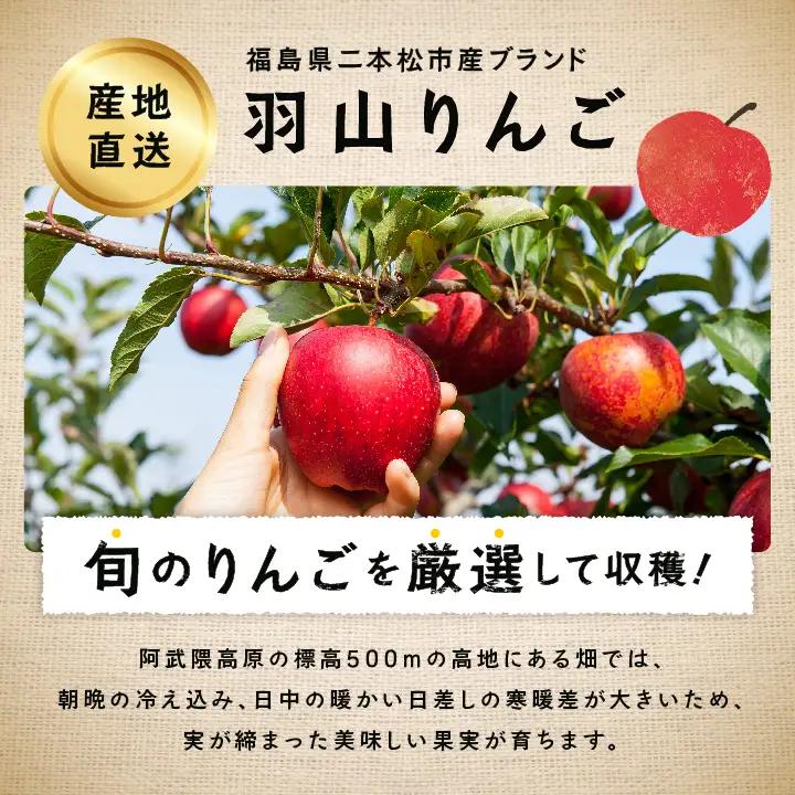 《2026年10月中旬以降順次発送》羽山のりんご 紅玉 5kg【羽山果樹組合】