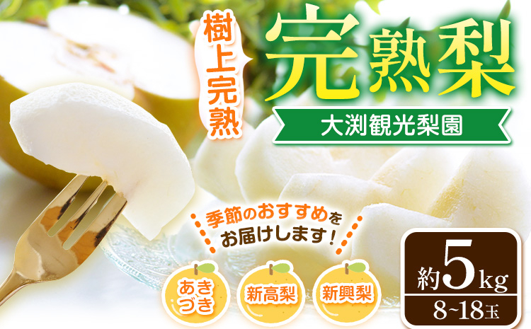 
                  梨 完熟梨 ( あきづき 新高梨 新興梨 のいずれか) 約4.5-5kg (8～18玉) フルーツ 果物 旬 大渕観光梨園 熊本県長洲町産 《9月上旬-12月中旬頃出荷》フルーツ 梨 なし
                