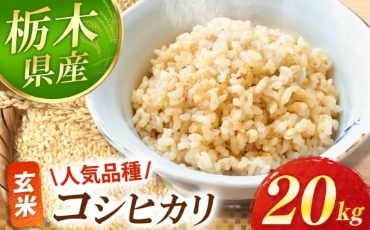 【先行予約】真岡市産 コシヒカリ  玄米 20kg | 2025年 10月 11月 12月 秋 先行予約 お米 新米 米 白米 玄米 おにぎり 日本 主食 米 おいしい おこめ 5kg 10kg 20kg 30kg 栃木県 真岡市 送料無料