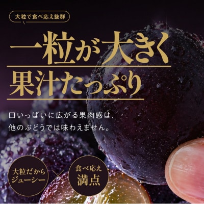 星乃ピオーネ 3房～5房(2kg以上)【配送不可地域：離島・北海道・沖縄県】