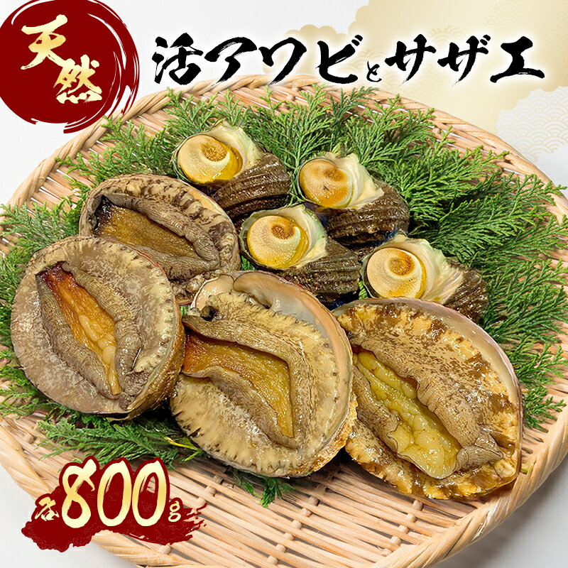 【ふるさと納税】天然 活アワビとサザエ（ アワビ 4～5個入り / サザエ 6～7個入） 刺身 貝 海鮮 BBQ 冷蔵配送 兵庫県 洲本市 淡路島