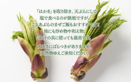 【令和7年発送】山菜　コシアブラ　200g　グレイスファーム