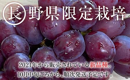 【先行予約】2025　P　クイーンルージュ®　粒採り6パック 　約1キロ　長野県産【10月中旬頃～順次発送予定】国際特許有機肥料栽培