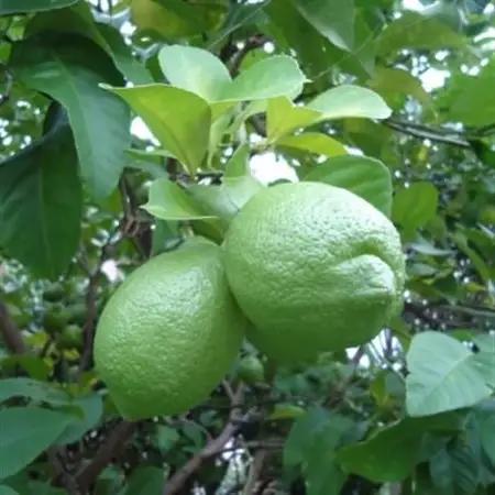 【産直】和歌山産グリーンレモン約3kg(サイズ混合)【日高町】【1217457】