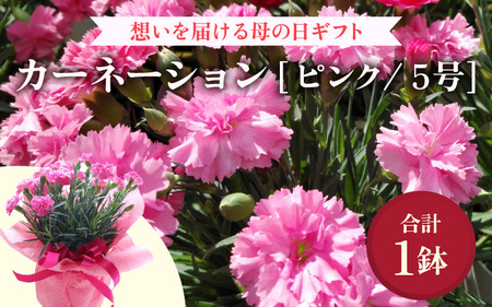 【25セット限定 先行予約】カーネーション ピンク 5号 鉢植え 生花 ＜数量限定！想いを届ける母の日ギフト＞ / 花苗 花 贈り物 ギフト 女性 プレゼント 感謝 ※2026年5月6日～9日の間にお届け  [aw062-a004]