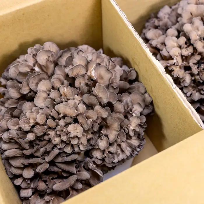 島根県飯南町産 生舞茸セット 約400ｇ×２株【きのこ キノコ 贈答用 ギフト まいたけ】