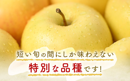 希少！ 青森県産りんご トキ 約5kg 9月下旬～ りんご