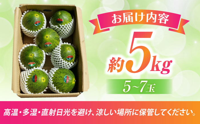 【2025年4月中旬～発送】パパイヤメロン 約5kg（約5～7玉）/ メロン めろん パパイヤメロン 果物 フルーツ / 南島原市 / 長崎県農産品流通合同会社 [SCB086]