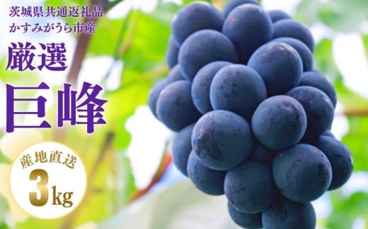 【2026年先行予約】 巨峰 3kg （茨城県共通返礼品・かすみがうら市産） ／ 巨峰 きょほう キョホウ 葡萄 ぶどう ブドウ フルーツ 果物 3kg