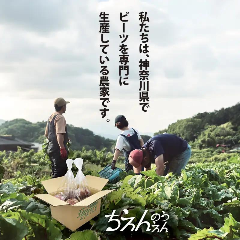 【最短翌日発送】 ビーツ (4kg) やさい 生ビーツ ビートルート 神奈川県 平塚市
