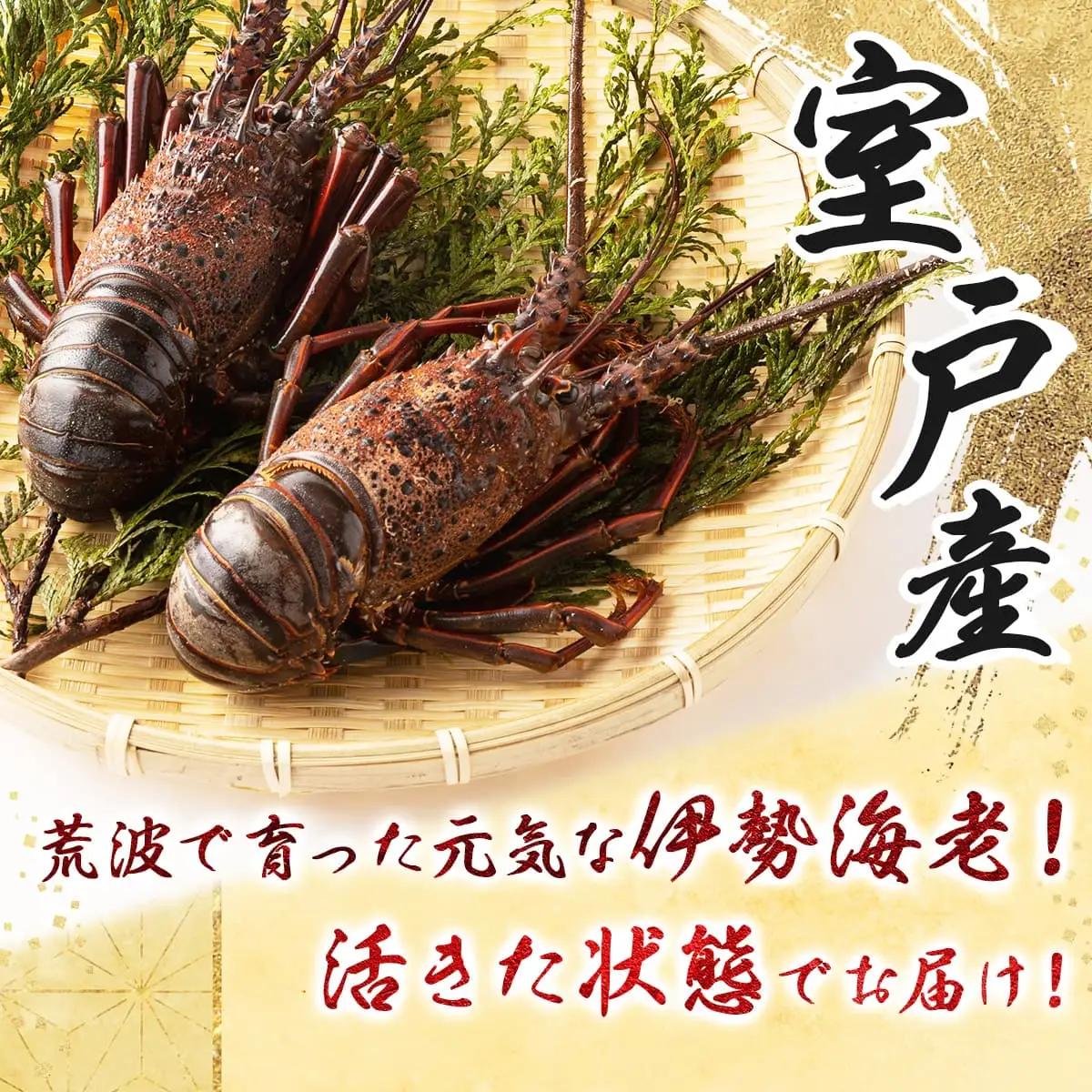 活き 伊勢海老 2～5尾 1kg 伊勢海老