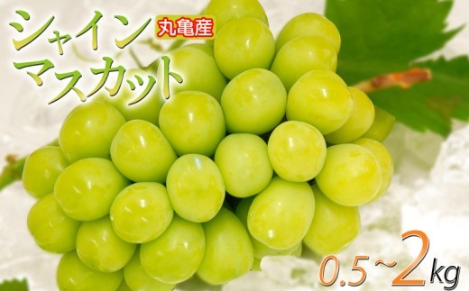 
                  【先行予約】 パリッと甘い！ シャインマスカット 約500g ～ 2kg 冷蔵 マスカット ぶどう 葡萄 ブドウ フルーツ 果物 くだもの デザート 果実 美味しい 人気果物 人気フルーツ 旬のフルーツ 旬の果物 瀬戸内 果汁 フルーツ  デザート 果実 青果 甘い 季節 国産 ふるさと納税マスカット ふるさと納税ぶどう 香川県 丸亀市
                