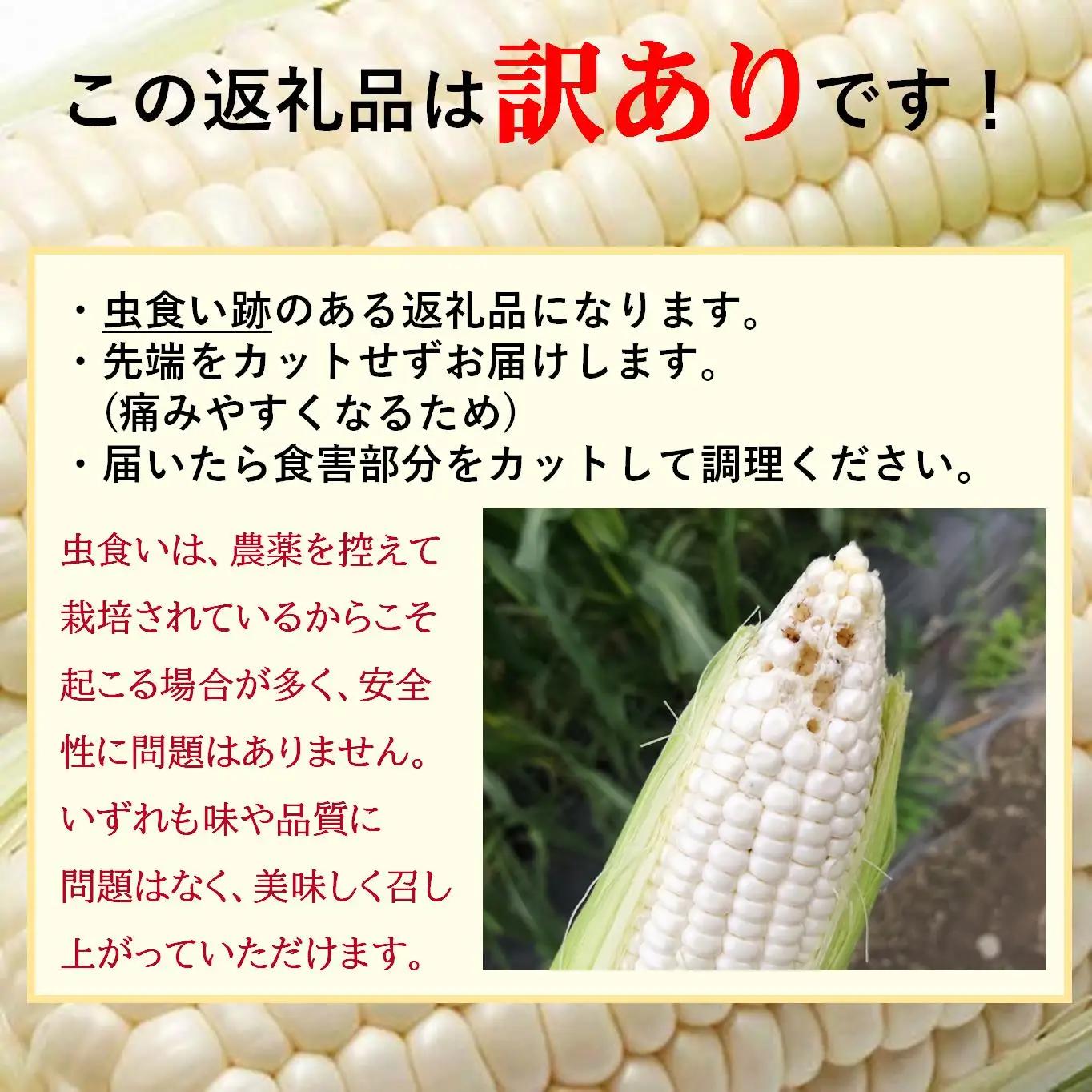 ＜2026年8月中旬頃よりお届け＞【訳あり】【朝採り】ピュアホワイト（ホワイトコーン）Lサイズ以上12本(約5kg)   SBTQ016