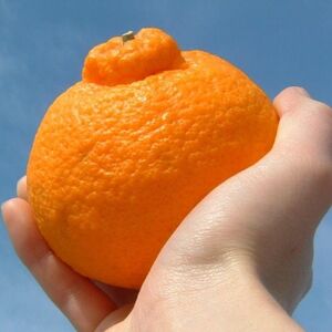 デコ不知火[約2.8kg]和歌山県有田産春みかん(サイズおまかせ)【1223500】