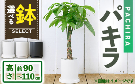 【m24-15-C】＜観葉植物＞パキラ(7号) (陶器鉢モダンマット釉(ブラック))・受け皿付) 【アイエヌエー】