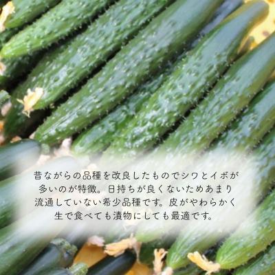 ふるさと納税 小松市 四川きゅうり 5kg 本田農園 野菜 ギフト |  | 01