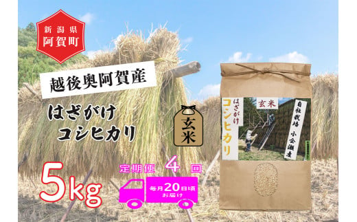 《令和6年産米》【定期便】4回　越後奥阿賀産はざがけ（天日干し）コシヒカリ　玄米5kg（1袋）