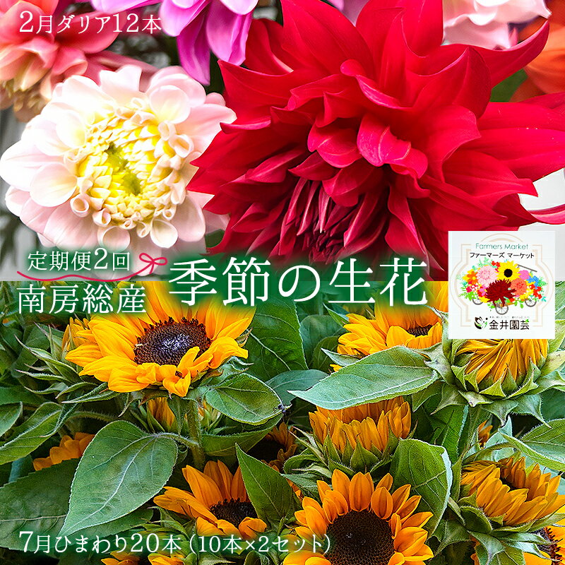【ふるさと納税】南房総産季節の生花2回定期便（2月：ダリア12本、7月：ひまわり20本） 千葉県 南房総市 フラワー 植物 観葉植物 花束 切り花 癒し おまかせ 自然 夏 秋 華麗 優雅 気品 憧れ 太陽 元気 送料無料