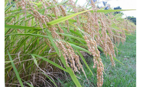 数量限定★令和7年産|棚田米コシヒカリ|新潟上越牧産ブランド米「幻米」4kg(2kg×2袋)玄米 お米 こめ 白米