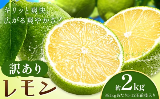 レモン 訳あり 緑色 檸檬 2kg (1kgあたり5-12玉前後) 株式会社農業福祉研究機構《10月上旬-11月上旬頃出荷》和歌山県 紀の川市 フルーツ 果物 お取り寄せフルーツ