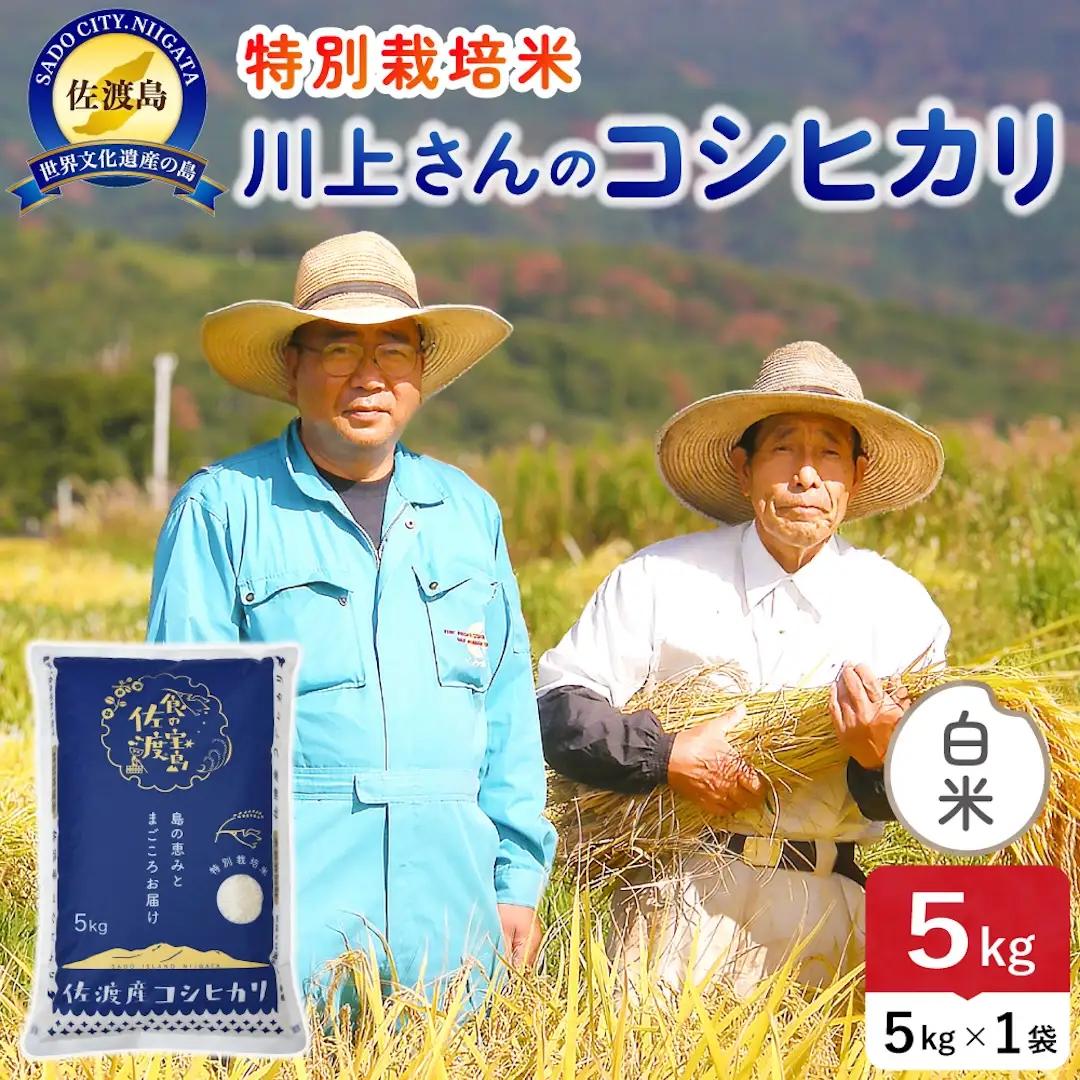 令和8年産 佐渡島産川上さんのコシヒカリ 白米5kg 特別栽培米