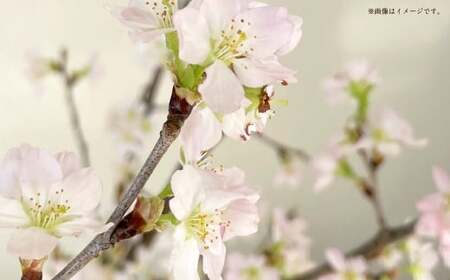 啓翁桜 ギフト 10本 1束 桜 さくら サクラ 花 植物 生花 切り花 インテリア 花見 【2026年1月上旬～3月上旬発送予定】