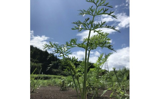 tgsのにんじんミックスジュース 720ml 6本セット | 野菜ジュース 人参 ニンジン 野菜飲料 果実飲料 りんご