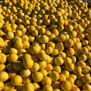 【早期予約 2026年2月下旬より順次発送】土佐文旦 6kg 柑橘 文旦 高知県 文旦 須崎市文旦  HNT011