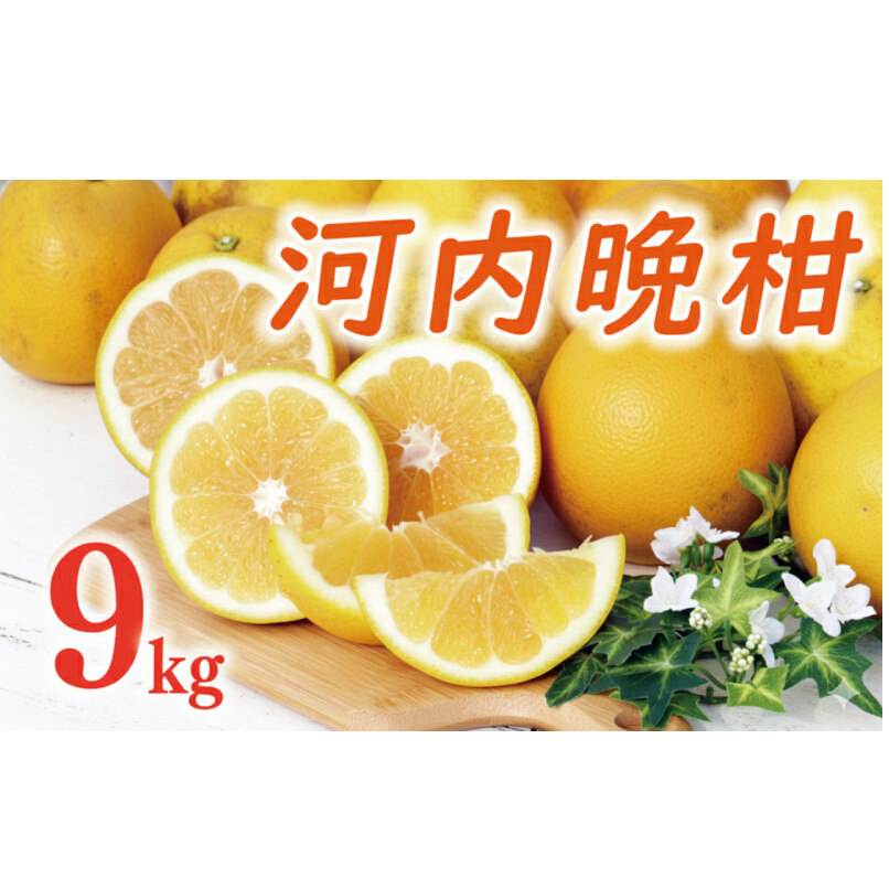 数量限定 先行予約 河内晩柑 樹齢 20年以上 9kg （ Lサイズ 以上 ） 12000円 みかん mikan 蜜柑 ミカン かわちばんかん 愛南ゴールド あいなん ゴールド 文旦 派生 和製 グレープフルーツ 家庭用 産地直送 国産 農家直送 期間限定 特産品 ゼリー ジュース アイス 等に 人気 限定 甘い さわやか フルーツ 果物 柑橘 蜜柑 くらもとファーム 愛南町 愛媛県
