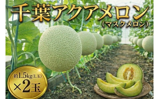 千葉アクアメロン 約1.5kg （ L玉 ）× 2玉 メロン めろん マスクメロン くだもの 果物 フルーツ ふるーつ L玉 赤肉メロン 温室メロン 大玉 果汁たっぷり 甘い 高糖度 ギフト 贅沢 お取り寄せ 戸田メロン 千葉県 東金