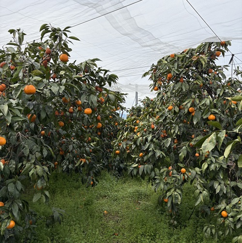 南津海 サイズミックス 約5kg ご家庭用 みかん 愛媛 人気 柑橘 伊豫果園 伊予市｜B388