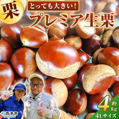 ふるさと納税 西予市 とっても大きい!プレミア生栗 4Lサイズ 約4kg 大きい 甘い国産 産地直送 城川ファクトリー