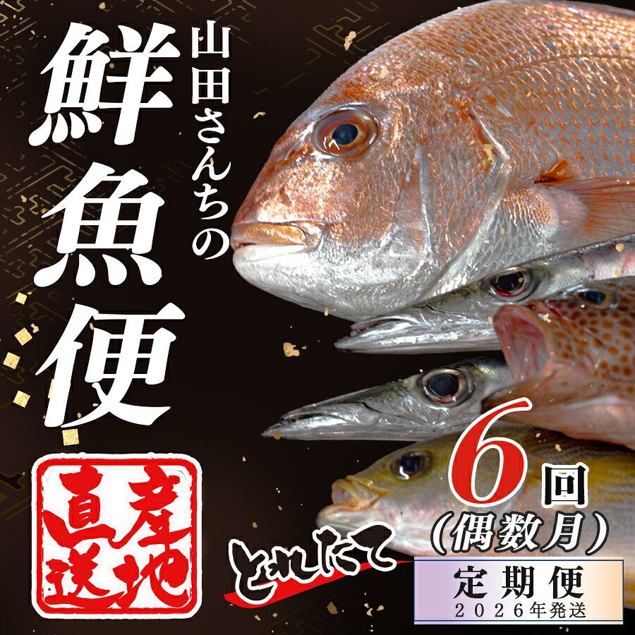 【ふるさと納税】【定期便6回】山田さんちの鮮魚便（偶数月）