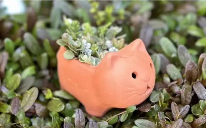 多肉植物 寄せ植え ねこ型 / 多肉植物 寄せ植え 鉢植え テラコッタ 埴輪カラー 園芸 ガーデニング 大阪府 / 大阪府藤井寺市/JamFlowerSalon [BLAW007]