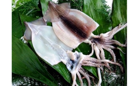 （冷凍） 金目鯛 干物 セット 浜風 1222 ／ 山田屋海産 あじ いか タイ 煮付 味噌漬け 静岡県 東伊豆町