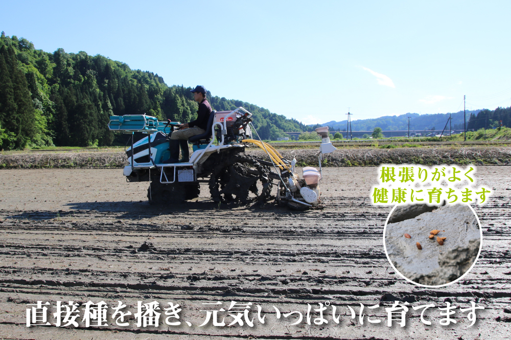 農家直送！ 魚沼産 コシヒカリ 無洗米 60kg 毎月5kgを12ヶ月間お届け （ 米 定期便 12ヶ月 こしひかり 5kg お米 こめ コメ 魚沼産コシヒカリ 魚沼 新潟 魚沼産こしひかり おこめ）
