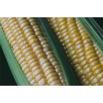 【発送月固定定期便】【2026年発送】朝採れ 八ヶ岳生とうもろこし 10本全3回【配送不可地域：離島】【4075437】